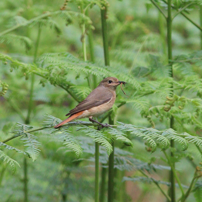 Female Redstart at Ham Wall Rhyne